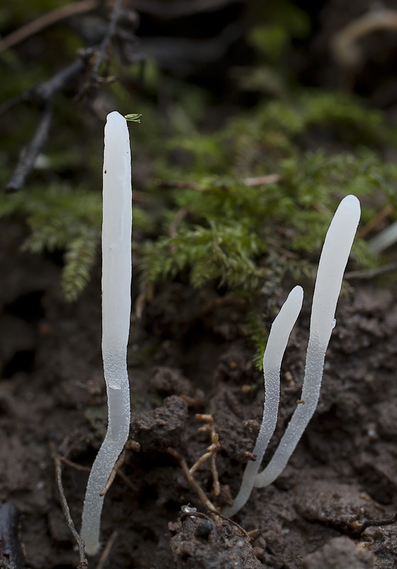 Clavaria falcata